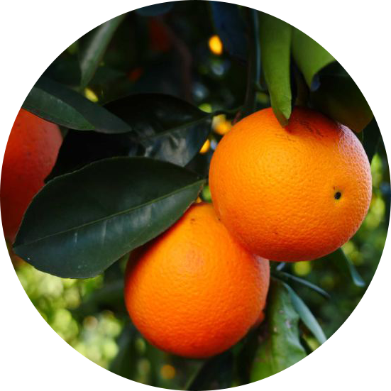 INCI - Esenciálny olej pomaranč (Citrus Aurantium Dulcis Peel Oil)